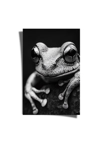 Frog Life